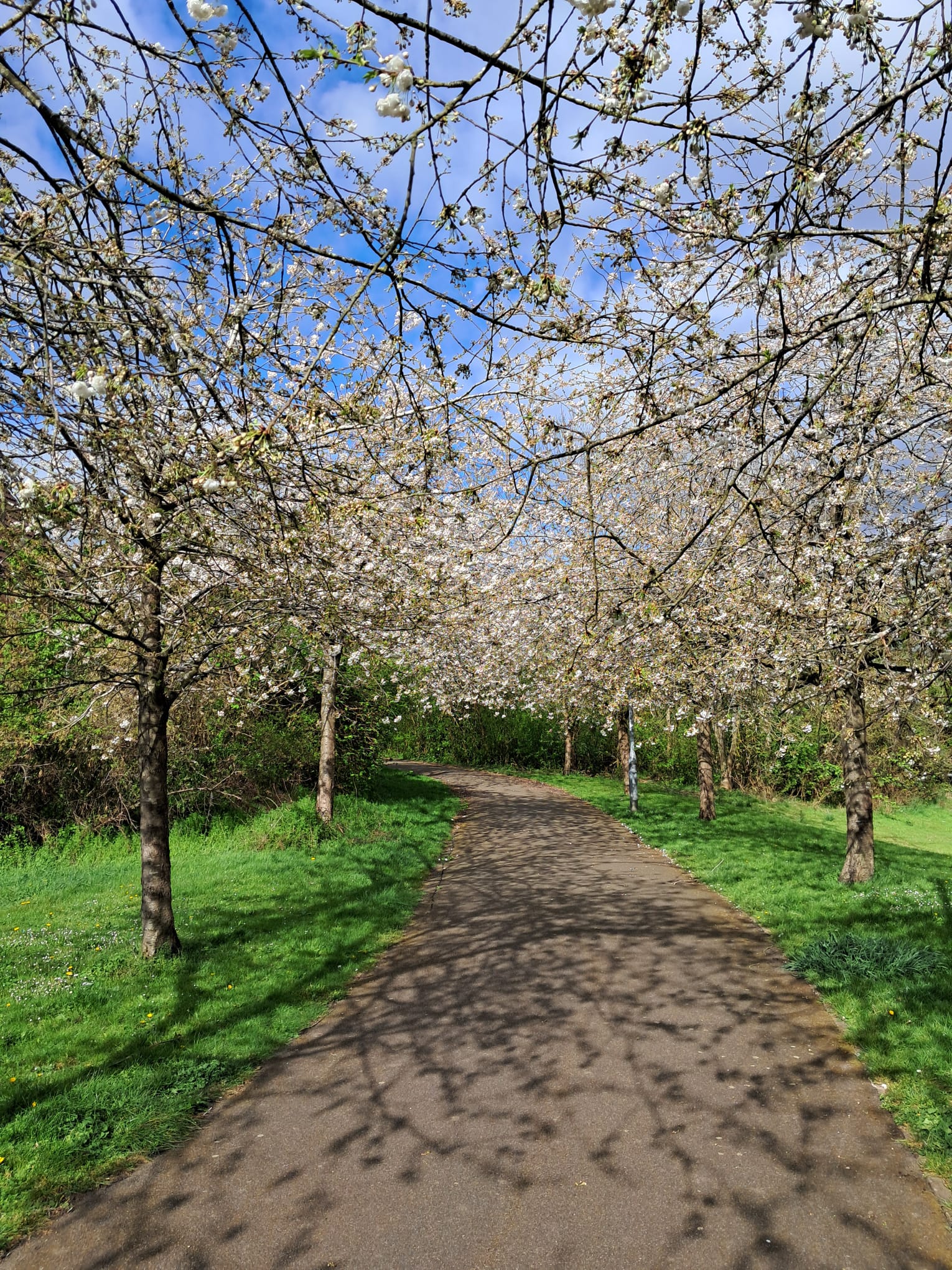 Hinchingbrooke Trail
